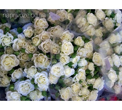 Роза Спрей біла Україна Роза Спрей біла Україна