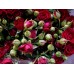 Роза Спрей червона Україна Роза Спрей червона Україна