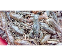Живі раки Живі раки