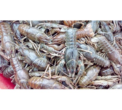 Живі раки