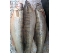 Судак великий (40 см)